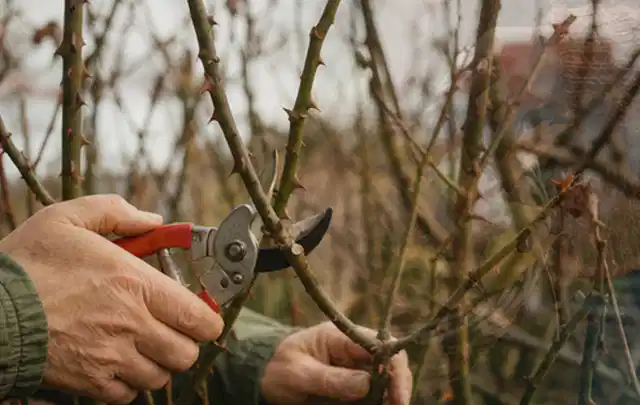 Hände schneiden einen älteren Rosenstrauch mit einer sauberen Gartenschere; Thema Kübelpflanzen, Schwerpunkt Pflanzpartner; Praxisalltag.