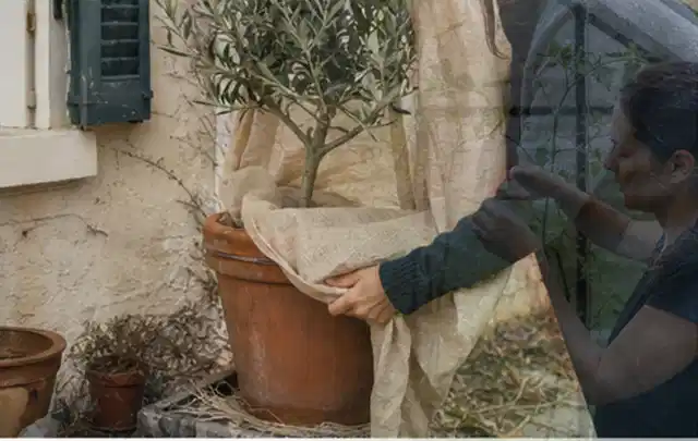 Person umhüllt eine mediterrane Kübelpflanze mit atmungsaktivem Winterschutz; Thema Kübelpflanzen, Schwerpunkt Problemlösung; Praxisalltag.