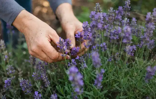 Hände pflegen blühenden Lavendel in einem natürlich angelegten Gartenbeet; Thema Kübelpflanzen, Schwerpunkt Rückschnitt; Kontrolle.