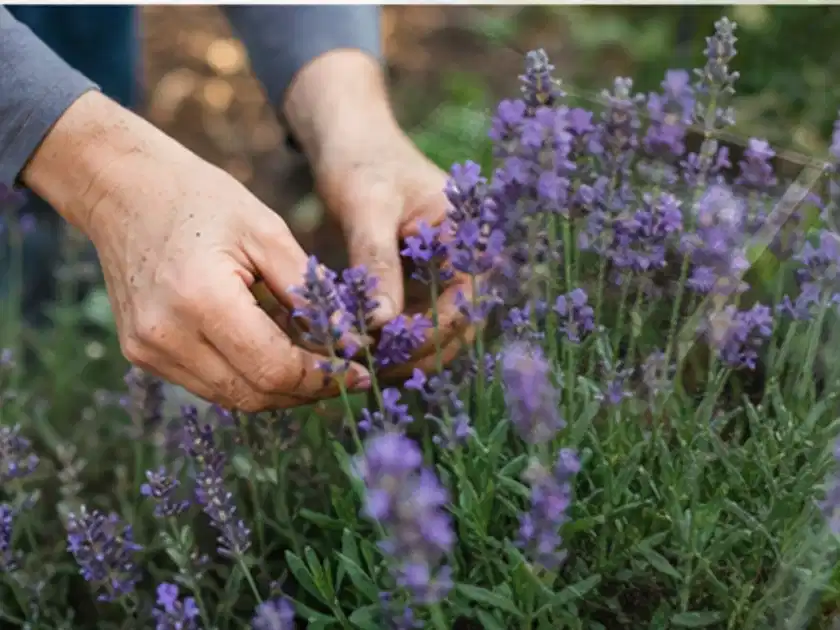 Hände pflegen blühenden Lavendel in einem natürlich angelegten Gartenbeet; Thema Kübelpflanzen, Schwerpunkt Sortenwahl; Titelbild.