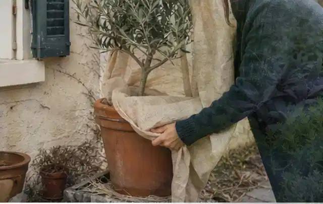 Person umhüllt eine mediterrane Kübelpflanze mit atmungsaktivem Winterschutz; Thema Kübelpflanzen, Schwerpunkt Sortenwahl; Umsetzung.