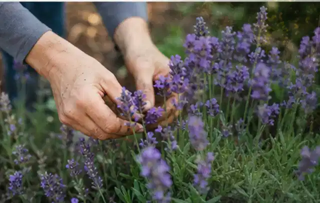 Hände pflegen blühenden Lavendel in einem natürlich angelegten Gartenbeet; Thema Kübelpflanzen, Schwerpunkt Standort; Umsetzung.