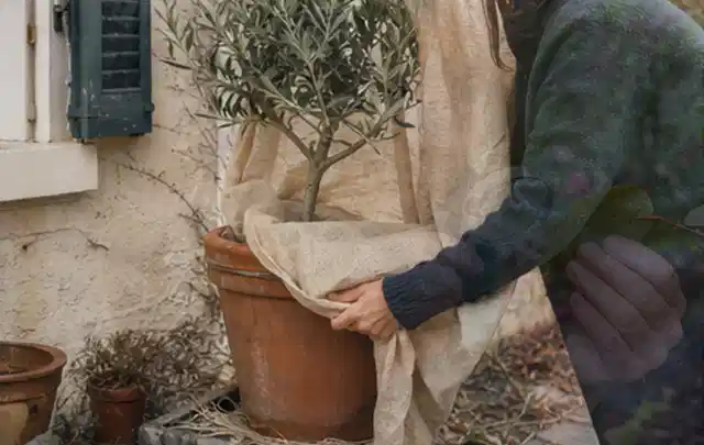 Person umhüllt eine mediterrane Kübelpflanze mit atmungsaktivem Winterschutz; Thema Kübelpflanzen, Schwerpunkt Topfkultur; Ergebnis.