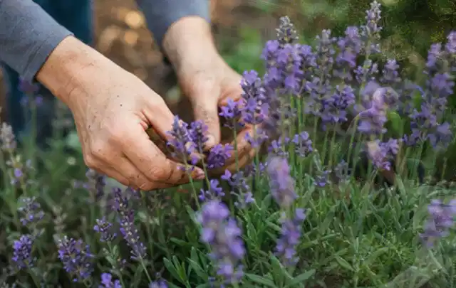 Hände pflegen blühenden Lavendel in einem natürlich angelegten Gartenbeet; Thema Kübelpflanzen, Schwerpunkt Wachstum; Praxisalltag.