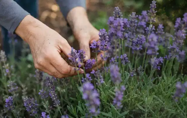 Hände pflegen blühenden Lavendel in einem natürlich angelegten Gartenbeet; Thema Kübelpflanzen, Schwerpunkt Winterpflege; Praxisalltag.