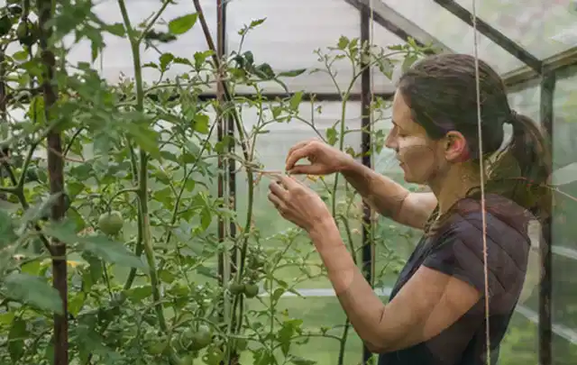 Person bindet junge Tomatentriebe in einem privaten Gewächshaus vorsichtig an; Thema Kürbis, Schwerpunkt Anbau; Kontrolle.
