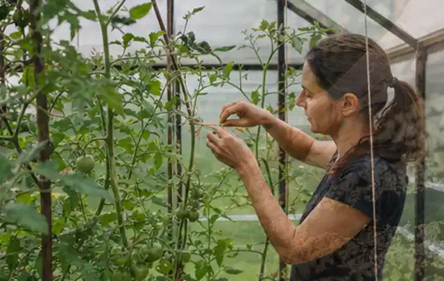 Person bindet junge Tomatentriebe in einem privaten Gewächshaus vorsichtig an; Thema Kürbis, Schwerpunkt Aussaat; Ergebnis.