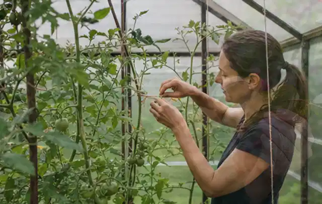Person bindet junge Tomatentriebe in einem privaten Gewächshaus vorsichtig an; Thema Kürbis, Schwerpunkt Balkongarten; Ausgangslage.