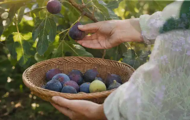 Hand pflückt eine reife Feige über einem flachen Korb mit Früchten; Thema Kürbis, Schwerpunkt Balkongarten; Ergebnis.