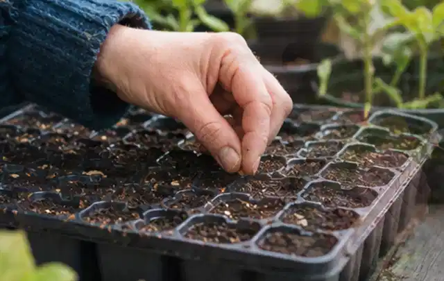 Hand legt einzelne Samen in vorbereitete Anzuchtschalen mit lockerer Erde; Thema Kürbis, Schwerpunkt Bewässerung; Umsetzung.