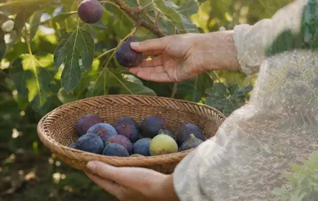 Hand pflückt eine reife Feige über einem flachen Korb mit Früchten; Thema Kürbis, Schwerpunkt Ernteprobleme; Ausgangslage.