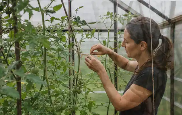 Person bindet junge Tomatentriebe in einem privaten Gewächshaus vorsichtig an; Thema Kürbis, Schwerpunkt Ernteprobleme; Umsetzung.
