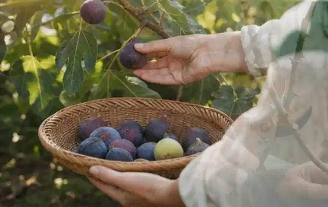 Hand pflückt eine reife Feige über einem flachen Korb mit Früchten; Thema Kürbis, Schwerpunkt Gemüse; Kontrolle.