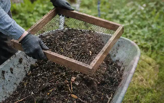Behandschuhte Hände sieben reifen Kompost über einer Gartenschubkarre; Thema Kürbis, Schwerpunkt Gewächshaus; Kontrolle.