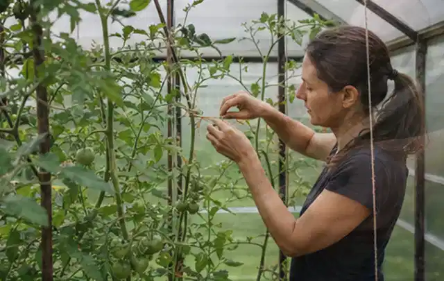Person bindet junge Tomatentriebe in einem privaten Gewächshaus vorsichtig an; Thema Kürbis, Schwerpunkt Lagerung; Umsetzung.