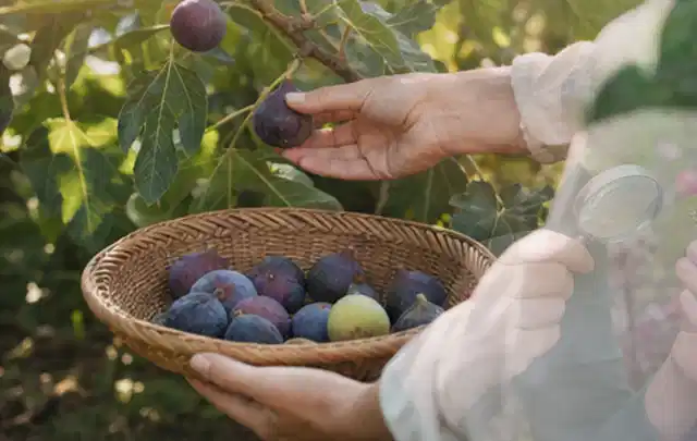Hand pflückt eine reife Feige über einem flachen Korb mit Früchten; Thema Kürbis, Schwerpunkt Lagerung; Praxisalltag.