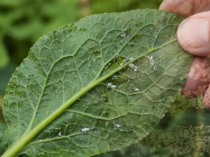 Hand hält ein Blatt mit kleinen hellen Schädlingen auf der Unterseite; Thema Kürbis, Schwerpunkt Pflanzenschutz; Titelbild.