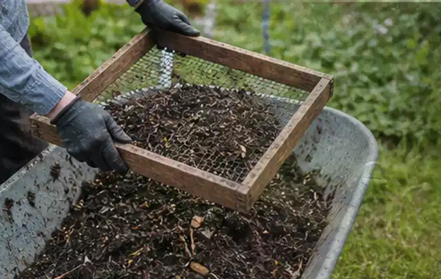 Behandschuhte Hände sieben reifen Kompost über einer Gartenschubkarre; Thema Kürbis, Schwerpunkt Pflanzung; Umsetzung.