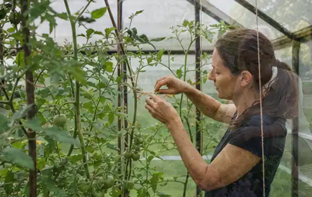 Person bindet junge Tomatentriebe in einem privaten Gewächshaus vorsichtig an; Thema Kürbis, Schwerpunkt Sortenwahl; Umsetzung.