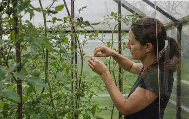 Person bindet junge Tomatentriebe in einem privaten Gewächshaus vorsichtig an; Thema Kürbis, Schwerpunkt Standort; Kontrolle.