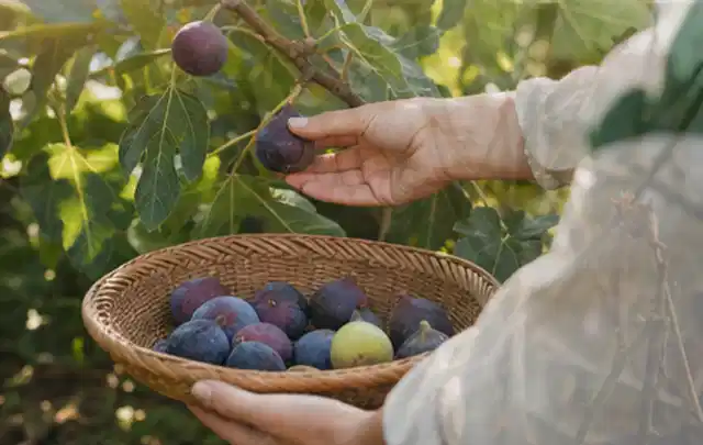 Hand pflückt eine reife Feige über einem flachen Korb mit Früchten; Thema Kürbis, Schwerpunkt Standort; Ergebnis.