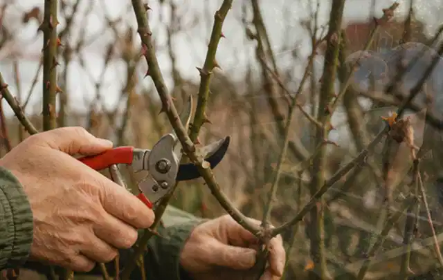 Hände schneiden einen älteren Rosenstrauch mit einer sauberen Gartenschere; Thema Laubbläser, Schwerpunkt Bestenliste; Praxisalltag.