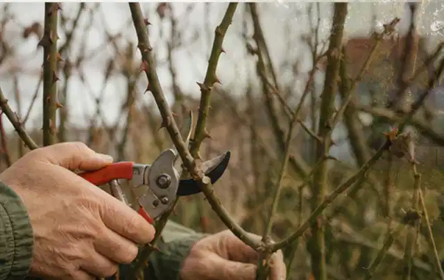 Hände schneiden einen älteren Rosenstrauch mit einer sauberen Gartenschere; Thema Laubbläser, Schwerpunkt Checkliste; Ergebnis.