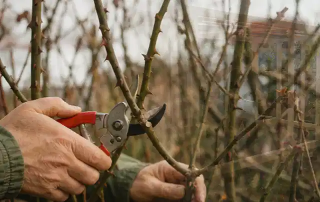 Hände schneiden einen älteren Rosenstrauch mit einer sauberen Gartenschere; Thema Laubbläser, Schwerpunkt Dimensionierung; Ergebnis.