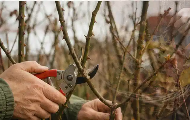 Hände schneiden einen älteren Rosenstrauch mit einer sauberen Gartenschere; Thema Laubbläser, Schwerpunkt Ersatzteile; Ergebnis.