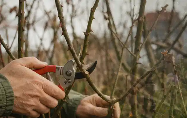 Hände schneiden einen älteren Rosenstrauch mit einer sauberen Gartenschere; Thema Laubbläser, Schwerpunkt Fehlerhilfe; Ausgangslage.