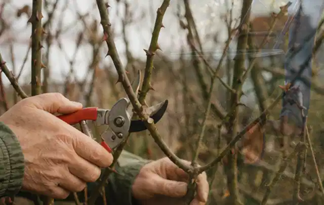 Hände schneiden einen älteren Rosenstrauch mit einer sauberen Gartenschere; Thema Laubbläser, Schwerpunkt Gärten mit großer Fläche; Umsetzung.