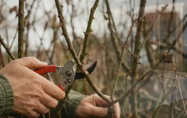 Hände schneiden einen älteren Rosenstrauch mit einer sauberen Gartenschere; Thema Laubbläser, Schwerpunkt Gärten mit kleiner Fläche; Praxisalltag.