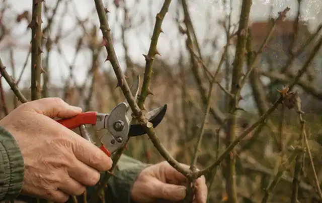 Hände schneiden einen älteren Rosenstrauch mit einer sauberen Gartenschere; Thema Laubbläser, Schwerpunkt Kosten; Umsetzung.