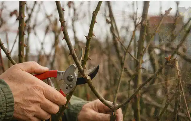 Hände schneiden einen älteren Rosenstrauch mit einer sauberen Gartenschere; Thema Laubbläser, Schwerpunkt Nachhaltigkeit; Kontrolle.