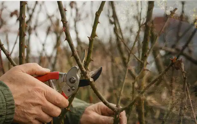 Hände schneiden einen älteren Rosenstrauch mit einer sauberen Gartenschere; Thema Laubbläser, Schwerpunkt Reparatur; Umsetzung.