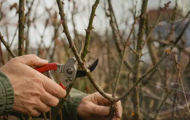 Hände schneiden einen älteren Rosenstrauch mit einer sauberen Gartenschere; Thema Laubbläser, Schwerpunkt Sicherheit; Ergebnis.