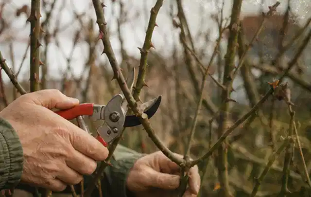 Hände schneiden einen älteren Rosenstrauch mit einer sauberen Gartenschere; Thema Laubbläser, Schwerpunkt Systemvergleich; Ergebnis.