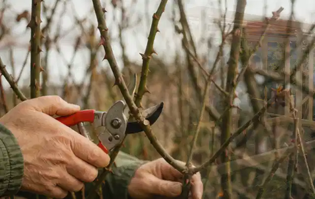 Hände schneiden einen älteren Rosenstrauch mit einer sauberen Gartenschere; Thema Laubbläser, Schwerpunkt Vergleich; Ausgangslage.