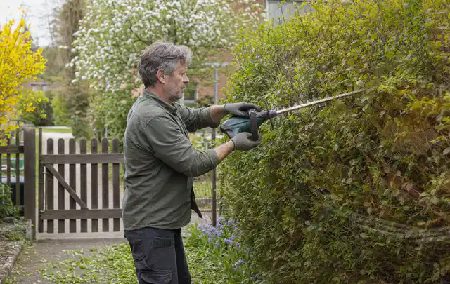 Person schneidet eine Gartenhecke mit einem motorisierten Gartengerät; Thema Laubbläser, Schwerpunkt Vergleich; Kontrolle.