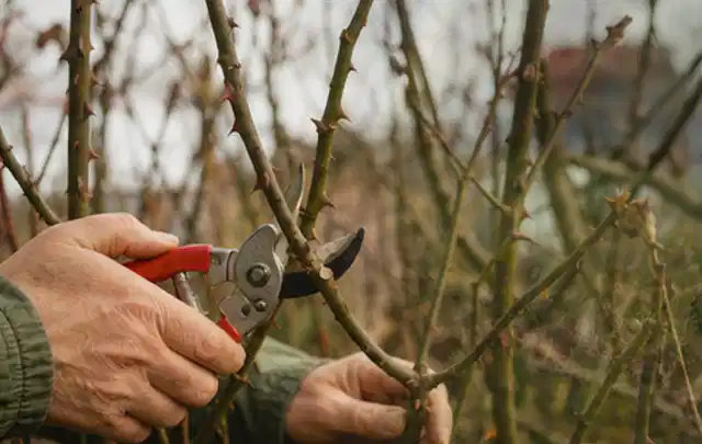 Hände schneiden einen älteren Rosenstrauch mit einer sauberen Gartenschere; Thema Laubbläser, Schwerpunkt Wartung; Ausgangslage.