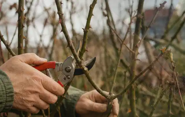 Hände schneiden einen älteren Rosenstrauch mit einer sauberen Gartenschere; Thema Laubbläser, Schwerpunkt Winterlager; Ausgangslage.