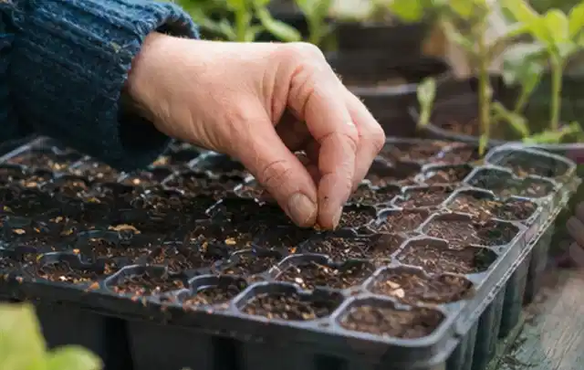Hand legt einzelne Samen in vorbereitete Anzuchtschalen mit lockerer Erde; Thema Lavendel, Schwerpunkt Blumen; Ausgangslage.
