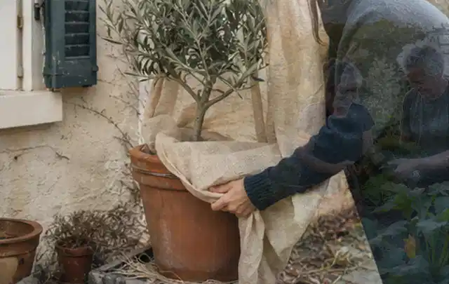 Person umhüllt eine mediterrane Kübelpflanze mit atmungsaktivem Winterschutz; Thema Lavendel, Schwerpunkt Blumen; Kontrolle.