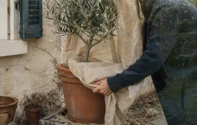 Person umhüllt eine mediterrane Kübelpflanze mit atmungsaktivem Winterschutz; Thema Lavendel, Schwerpunkt Boden; Umsetzung.