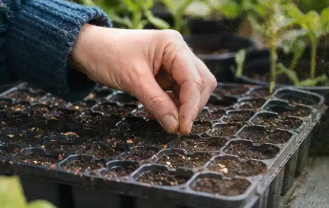 Hand legt einzelne Samen in vorbereitete Anzuchtschalen mit lockerer Erde; Thema Lavendel, Schwerpunkt Boden; Kontrolle.