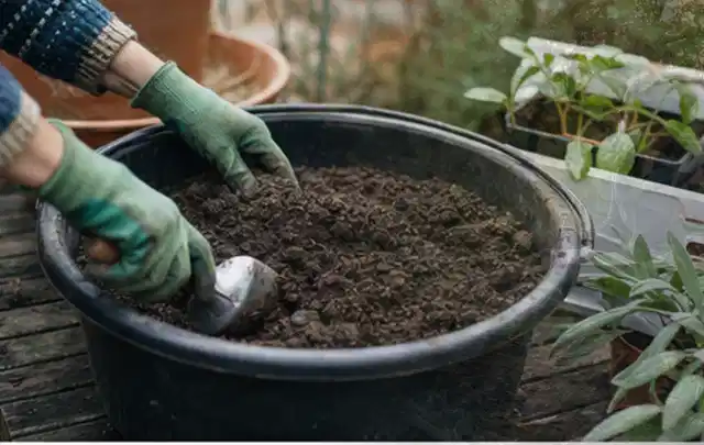 Behandschuhte Hände bereiten lockere Pflanzerde in einem großen Kübel vor; Thema Lavendel, Schwerpunkt Düngung; Umsetzung.