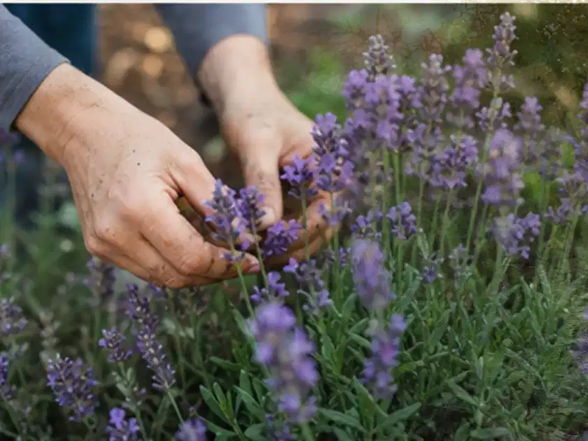 Hände pflegen blühenden Lavendel in einem natürlich angelegten Gartenbeet; Thema Lavendel, Schwerpunkt Einsteigerwissen; Titelbild.