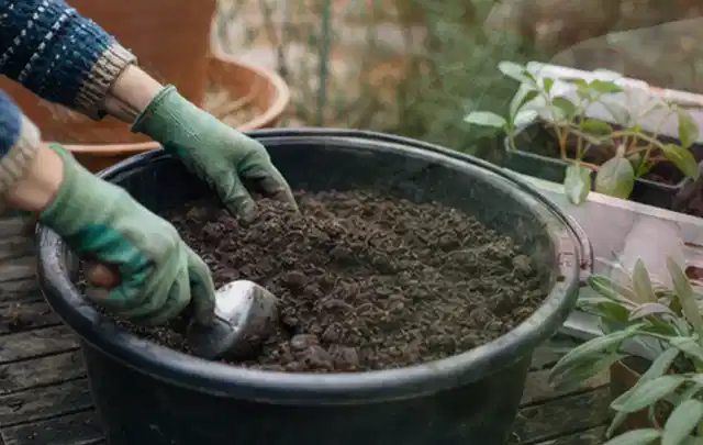 Behandschuhte Hände bereiten lockere Pflanzerde in einem großen Kübel vor; Thema Lavendel, Schwerpunkt Einsteigerwissen; Praxisalltag.