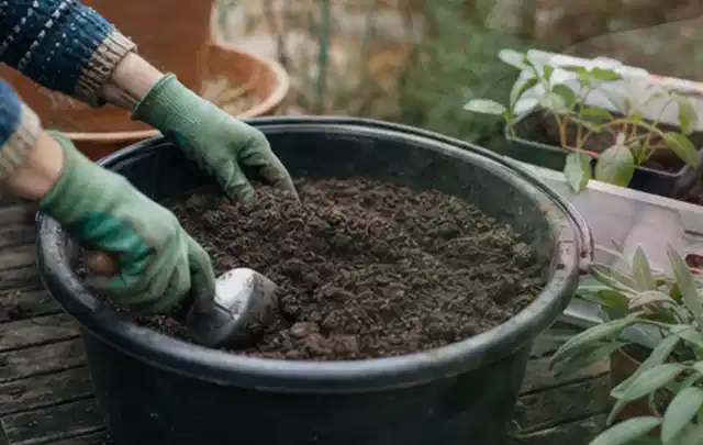 Behandschuhte Hände bereiten lockere Pflanzerde in einem großen Kübel vor; Thema Lavendel, Schwerpunkt Fehlerhilfe; Umsetzung.