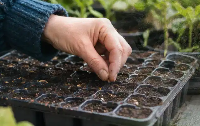 Hand legt einzelne Samen in vorbereitete Anzuchtschalen mit lockerer Erde; Thema Lavendel, Schwerpunkt Fehlerhilfe; Kontrolle.
